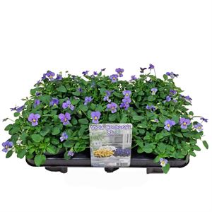 Afbeelding van Viola P12 Klbl XXL Sky Blue